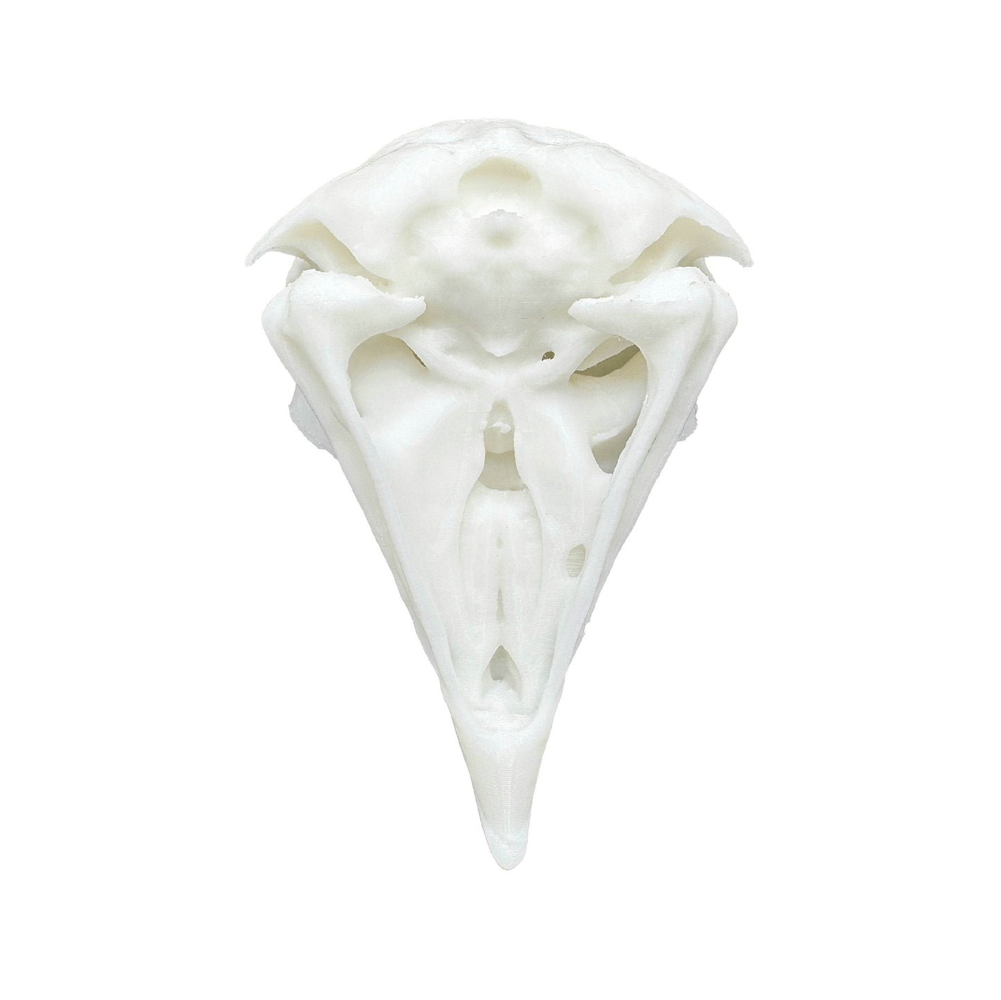 Owl Skull - Daughter of Swords