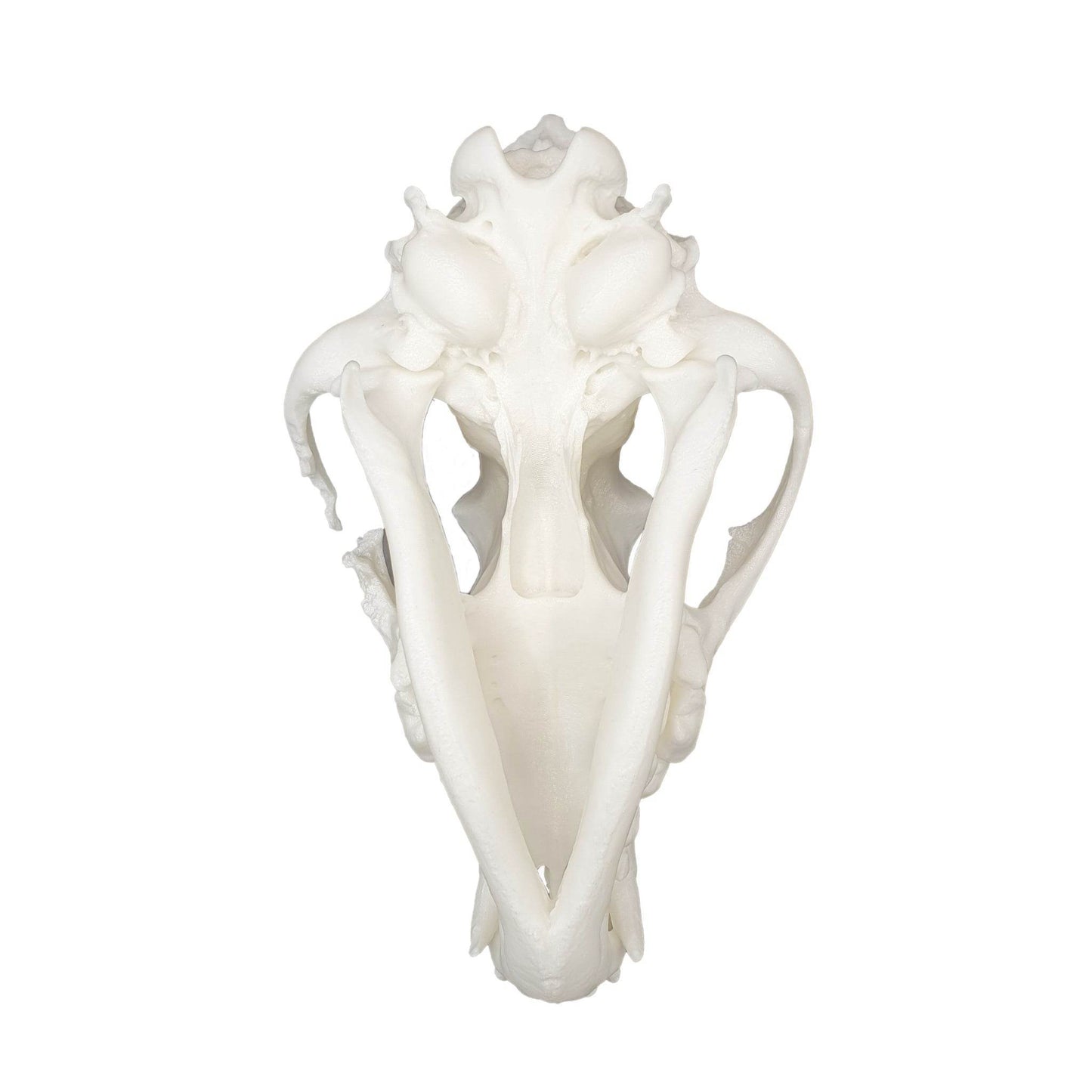 Wolf Skull - Daughter of Swords