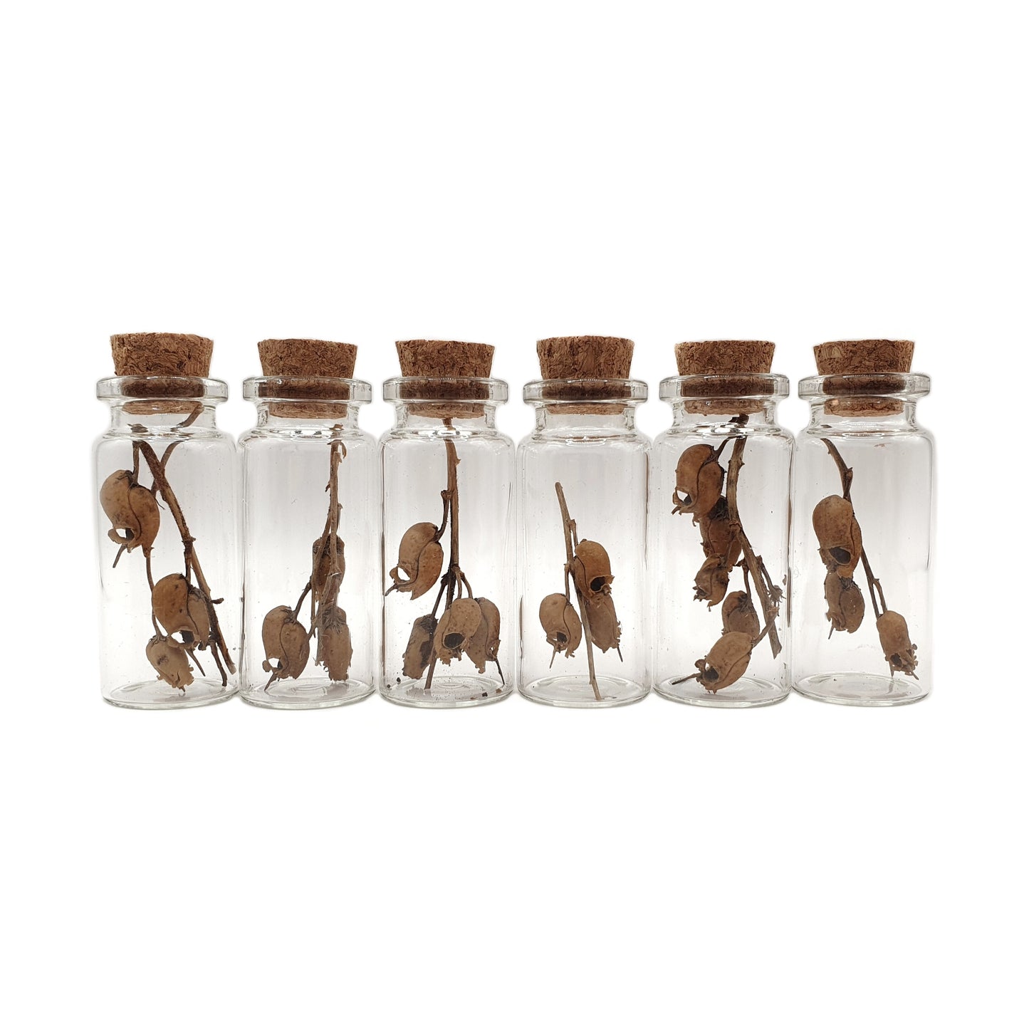 Snapdragon Skull Pods in Mini Glass Vials