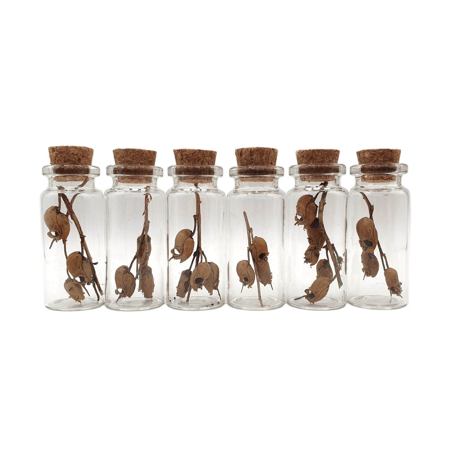 Snapdragon Skull Pods in Mini Glass Vials - Daughter of Swords