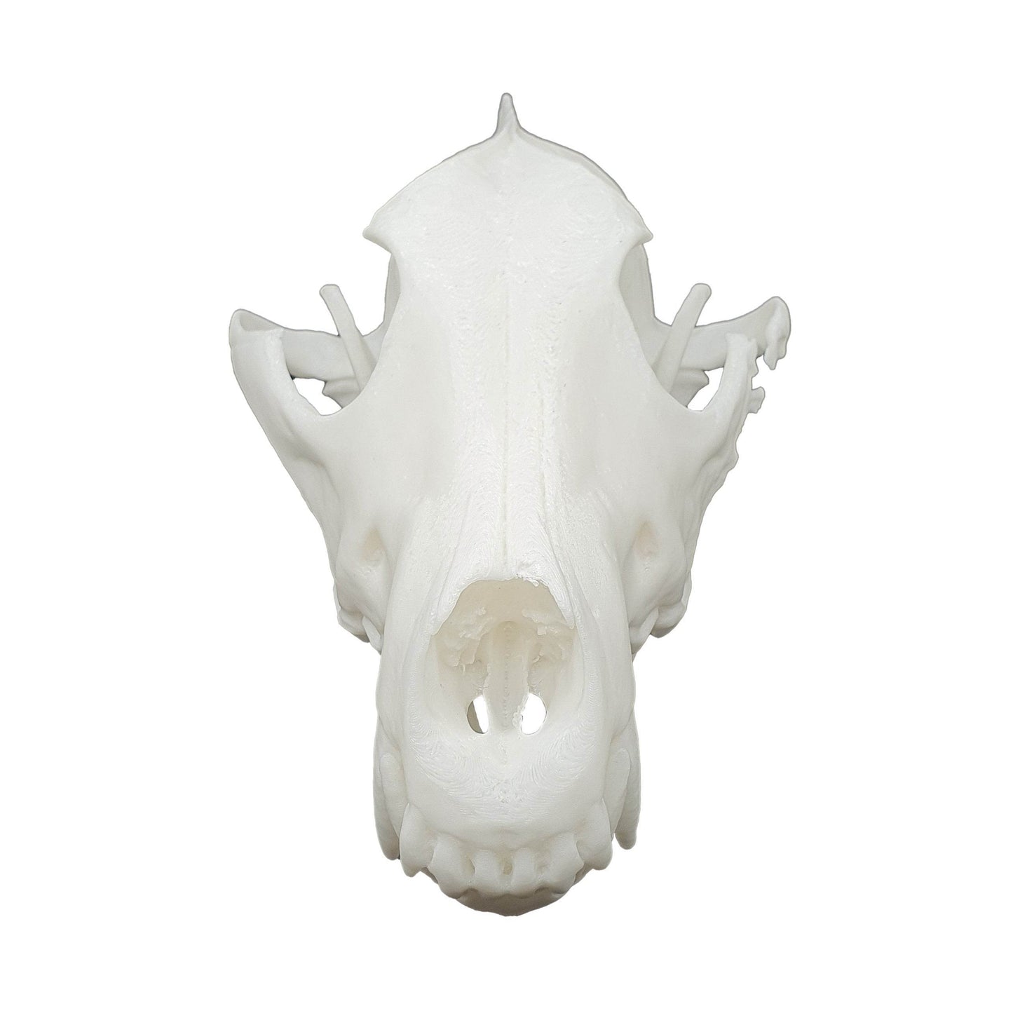 Wolf Skull - Daughter of Swords