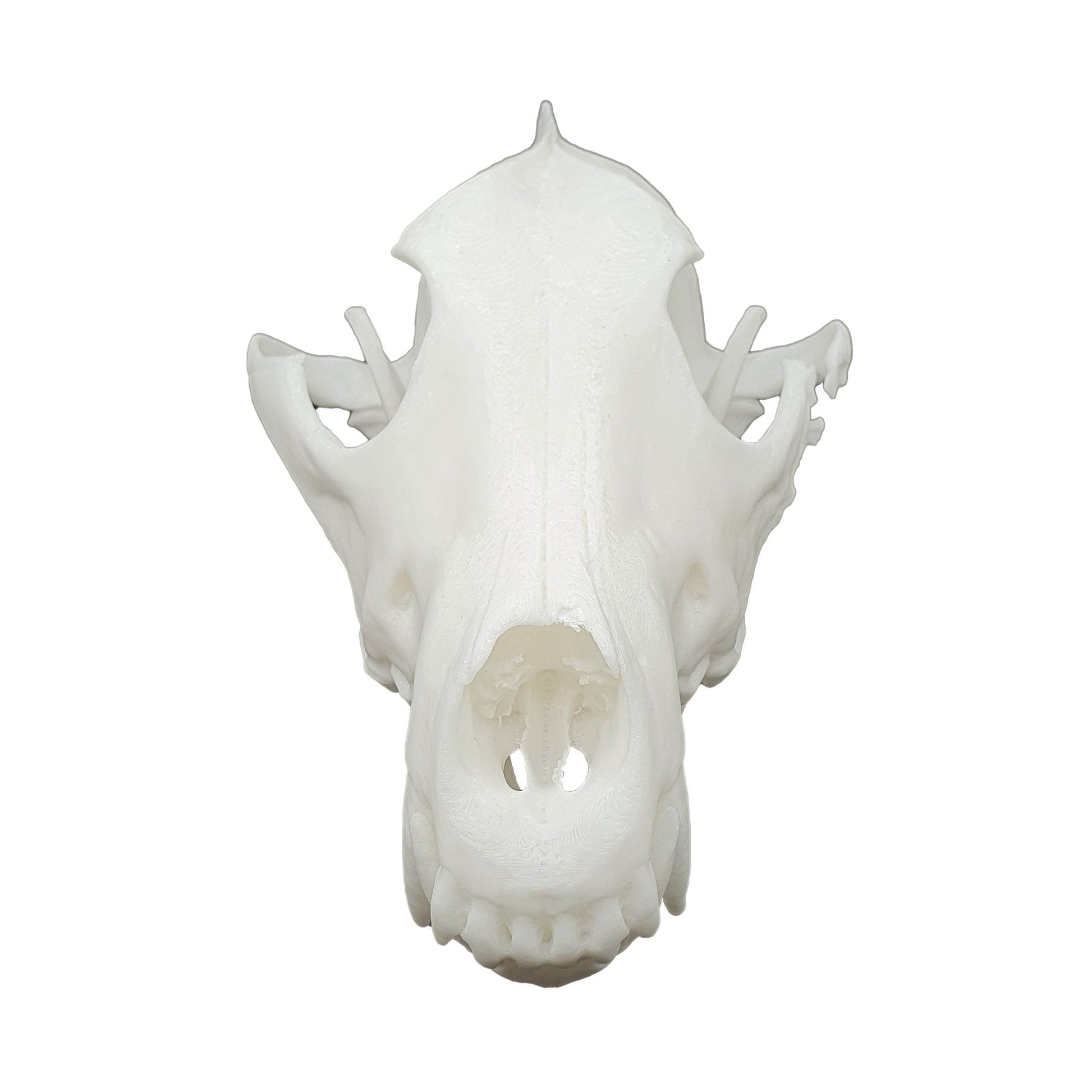 Wolf Skull - Daughter of Swords