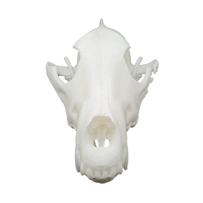 Wolf Skull - Daughter of Swords