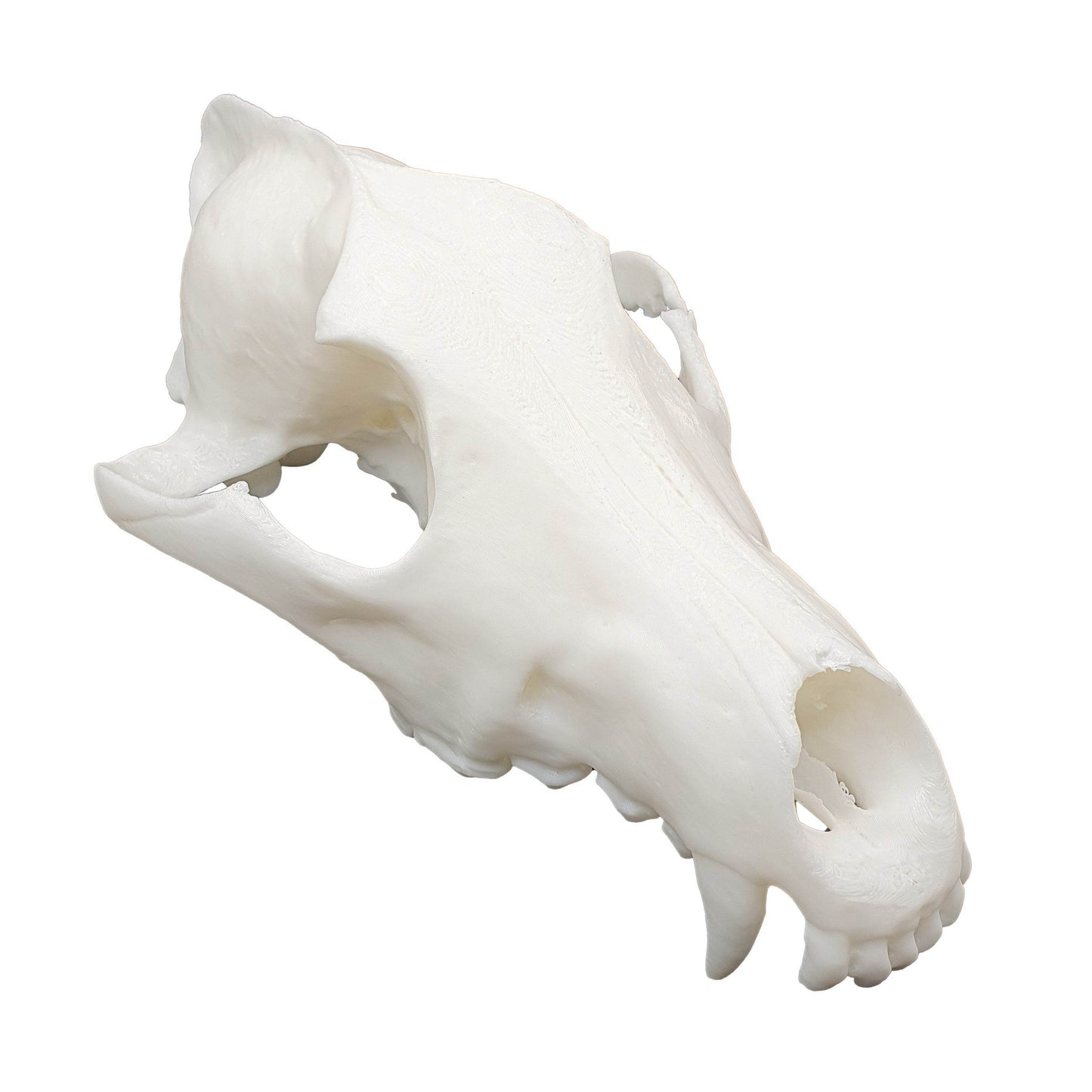 Wolf Skull - Daughter of Swords