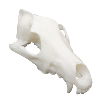 Wolf Skull - Daughter of Swords