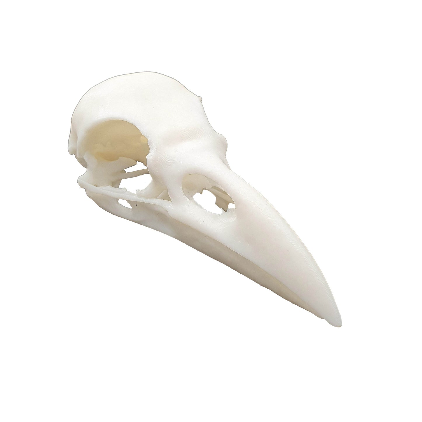 Raven Skull - Daughter of Swords