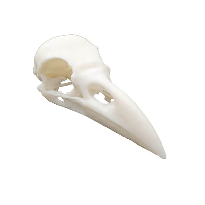 Raven Skull - Daughter of Swords