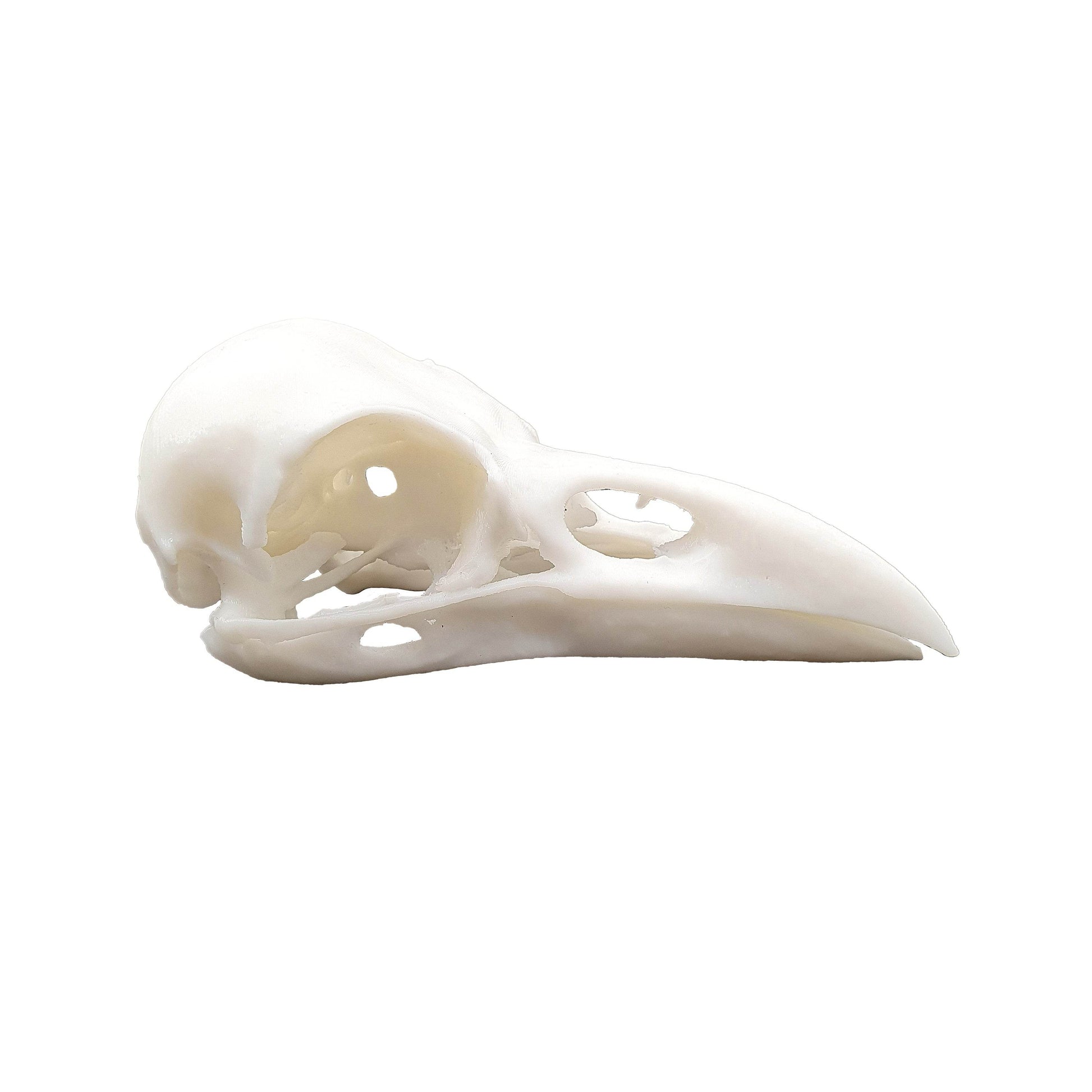 Raven Skull - Daughter of Swords