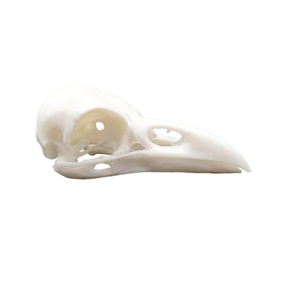 Raven Skull - Daughter of Swords