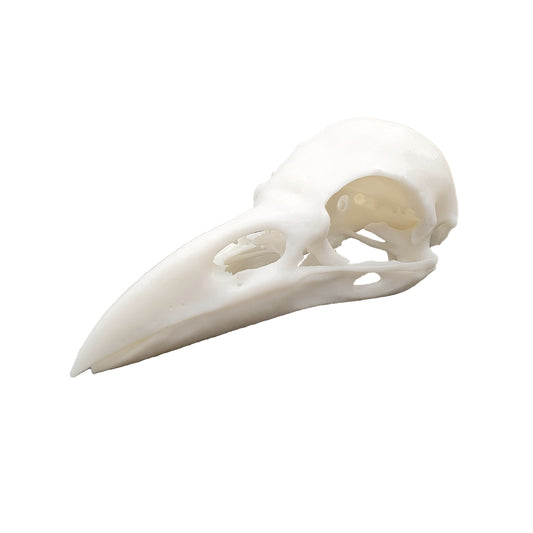 Raven Skull