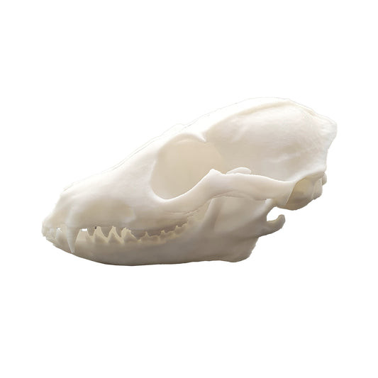 Fox Skull