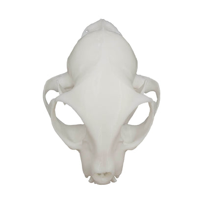 Cat Skull - Daughter of Swords