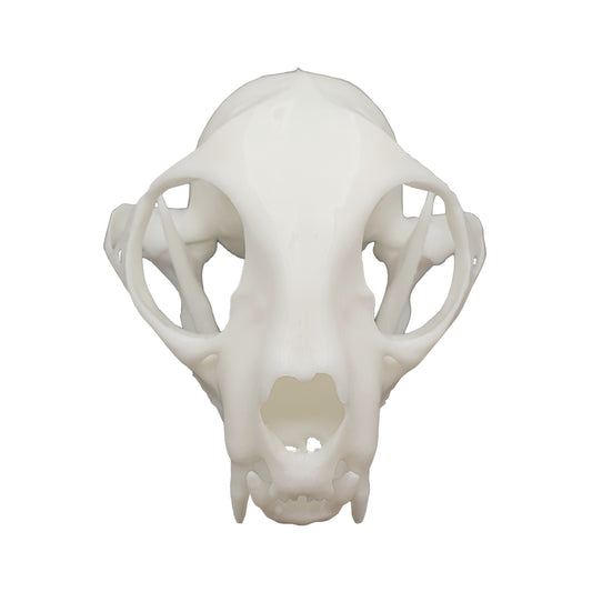 Cat Skull