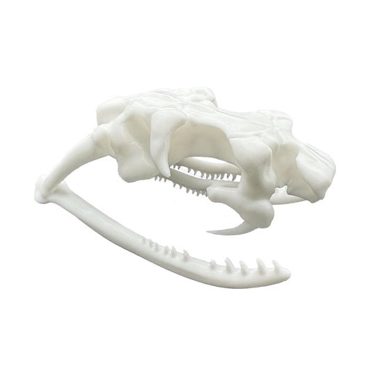 Snake Skull