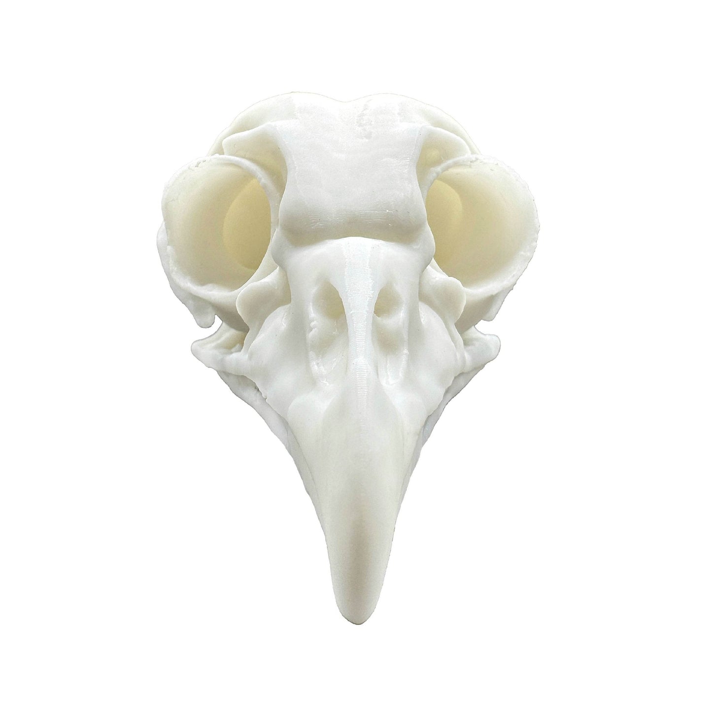 Owl Skull - Daughter of Swords