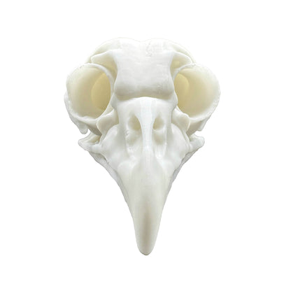 Owl Skull - Daughter of Swords