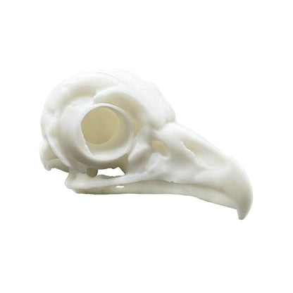 Owl Skull - Daughter of Swords