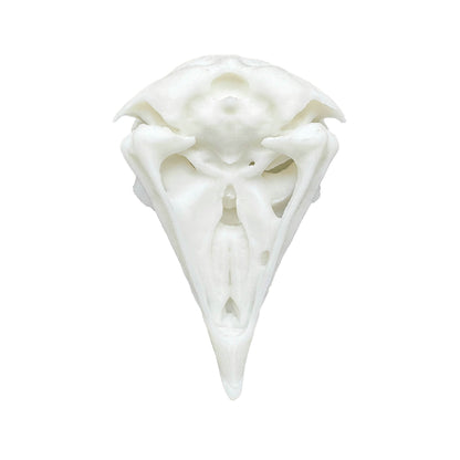 Owl Skull - Daughter of Swords