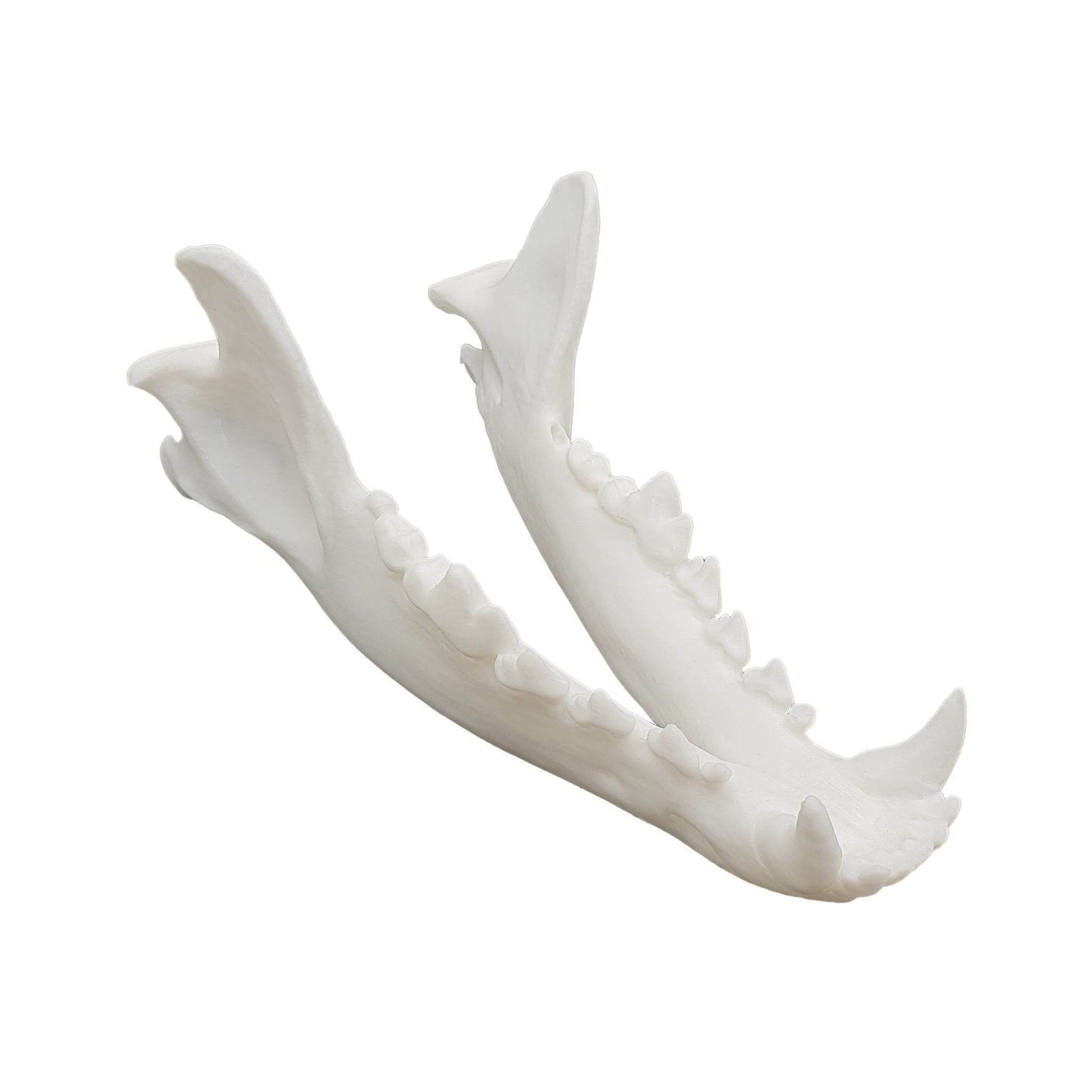 Wolf Skull - Daughter of Swords