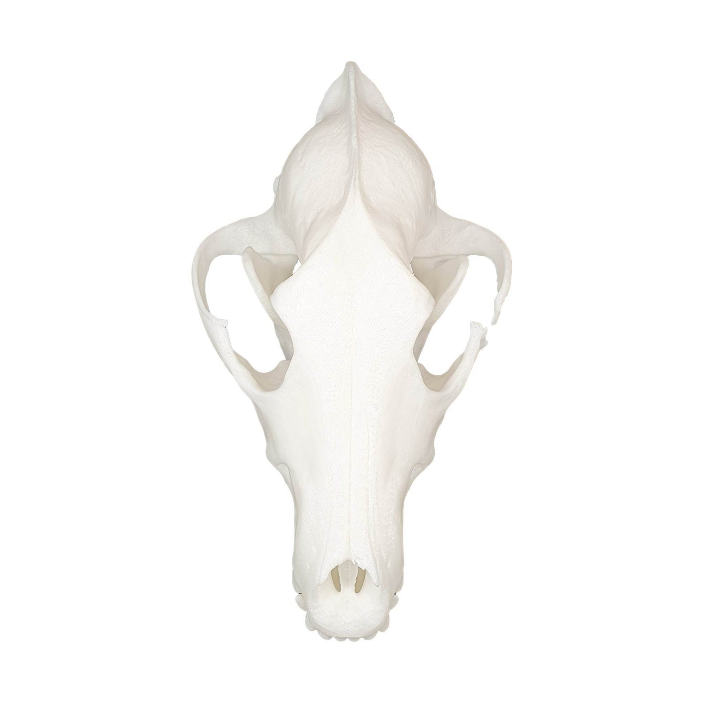 Wolf Skull - Daughter of Swords