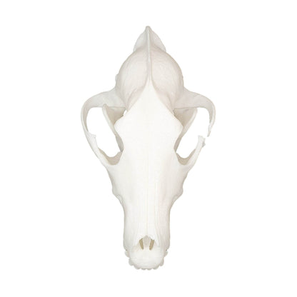 Wolf Skull - Daughter of Swords