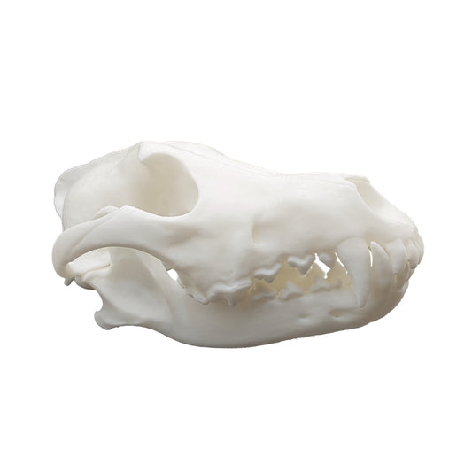 Wolf Skull