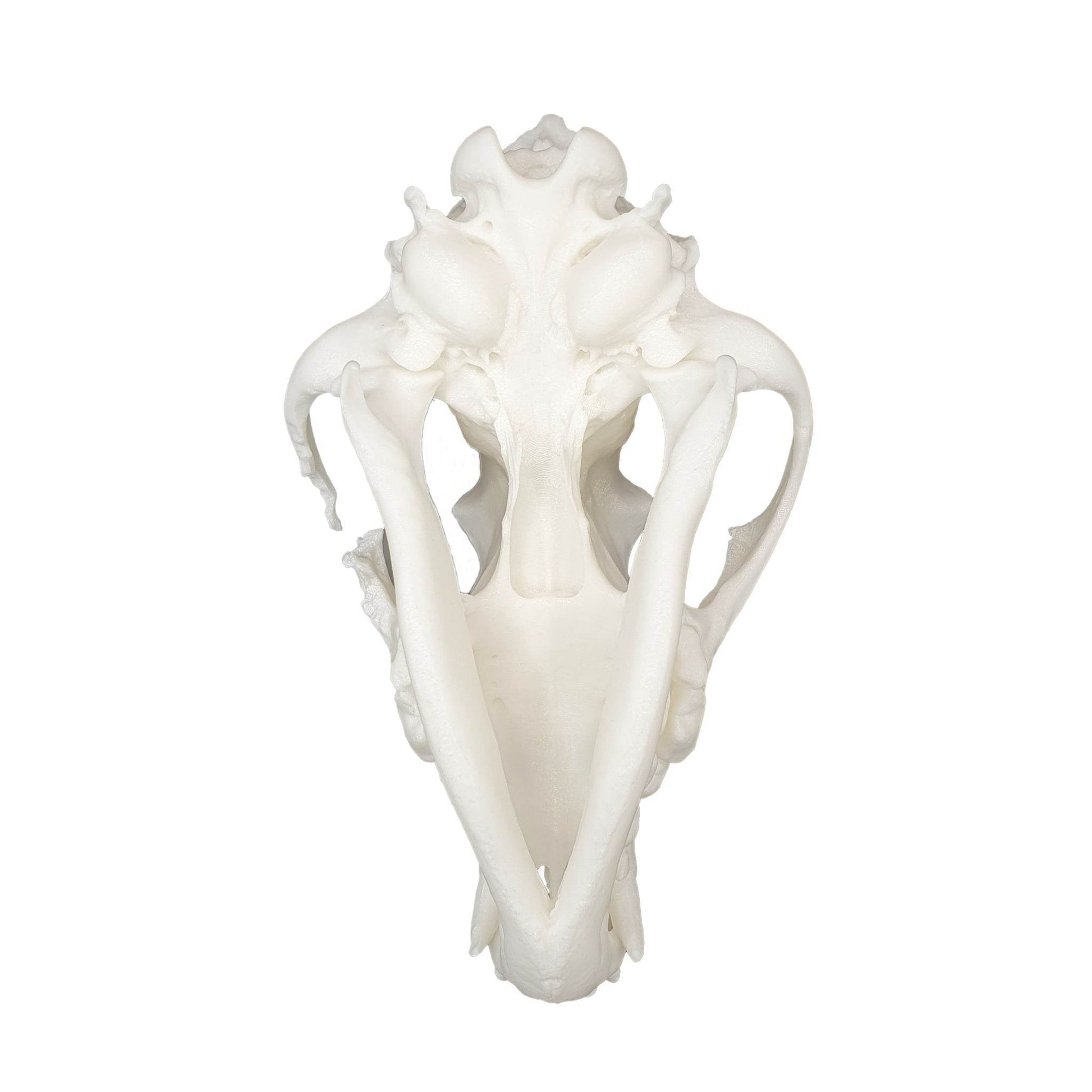 Wolf Skull - Daughter of Swords