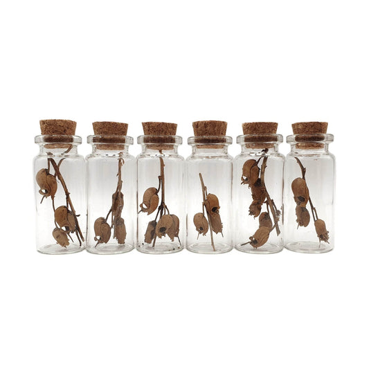 Snapdragon Skull Pods in Mini Glass Vials - Daughter of Swords
